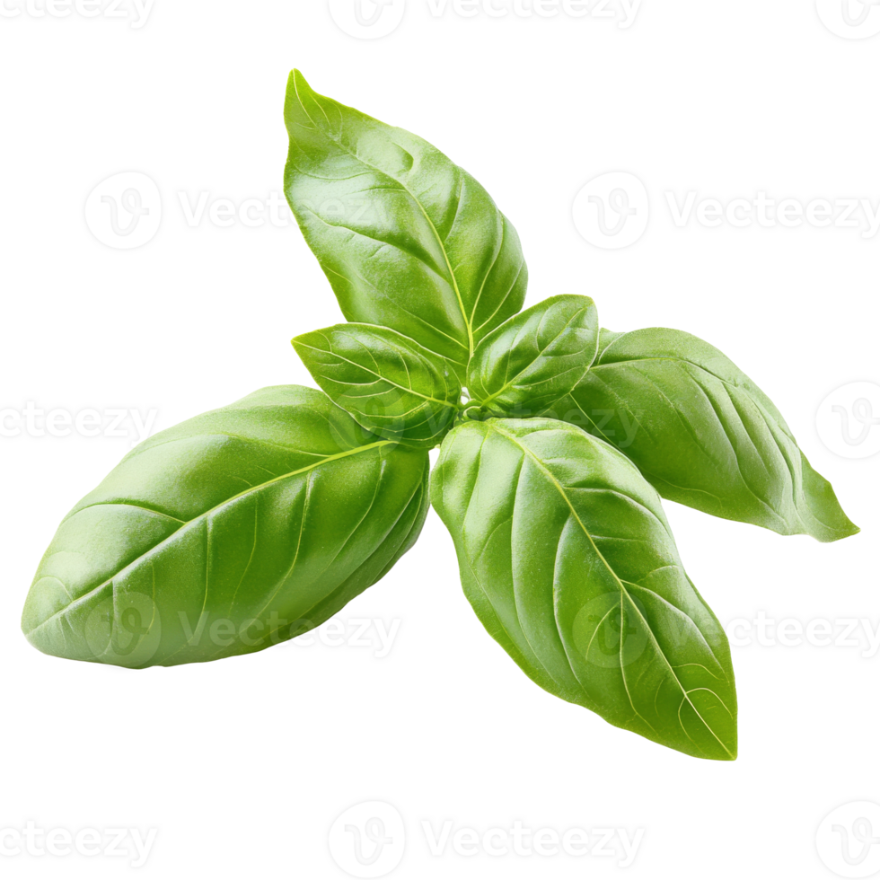 Fresh green basil leaves on a white background isolated transparent png