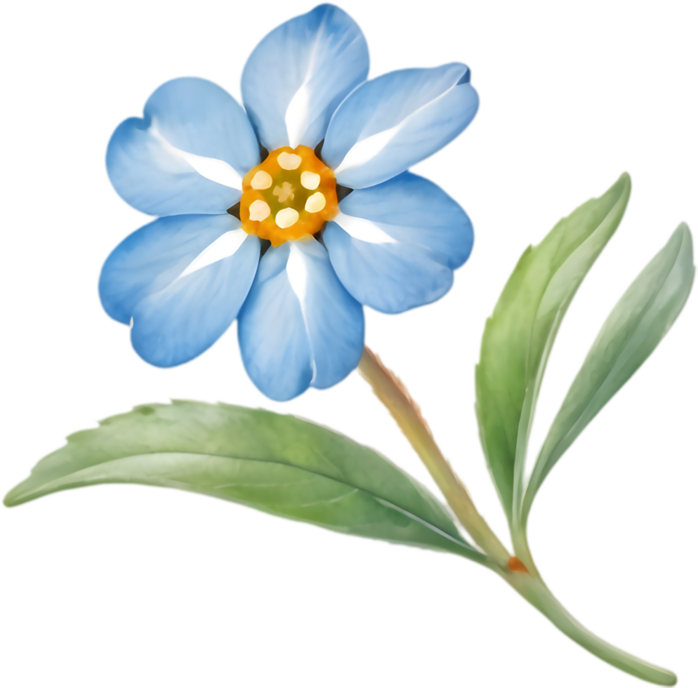 Quaint Forget-me-not Botanical Drawing. . png