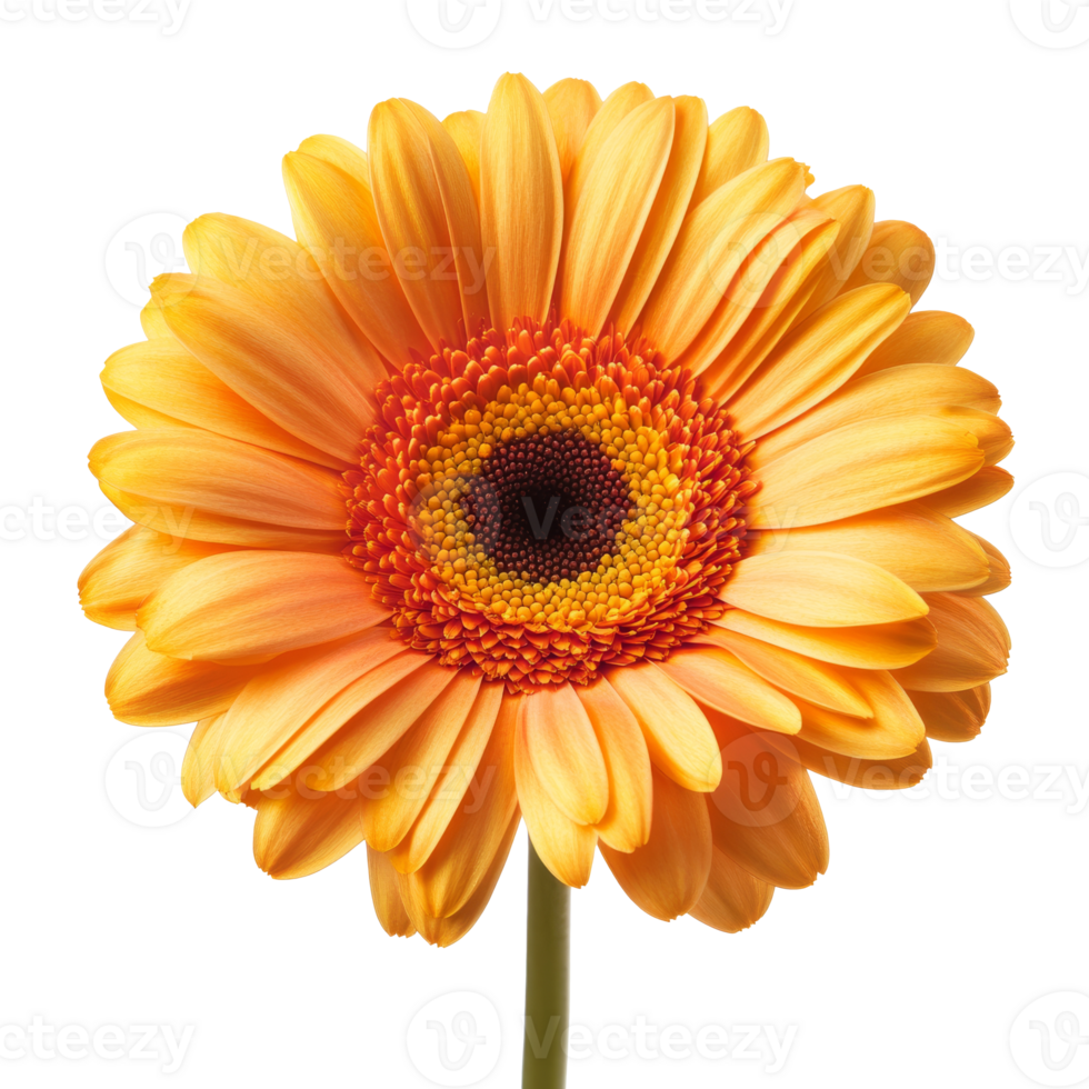 Bright orange gerbera daisy in full bloom isolated transparent png