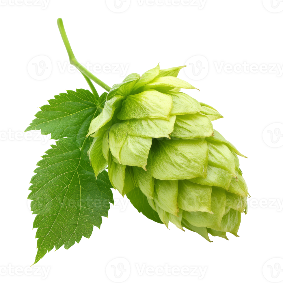 Fresh hop cone on white background isolated transparent png
