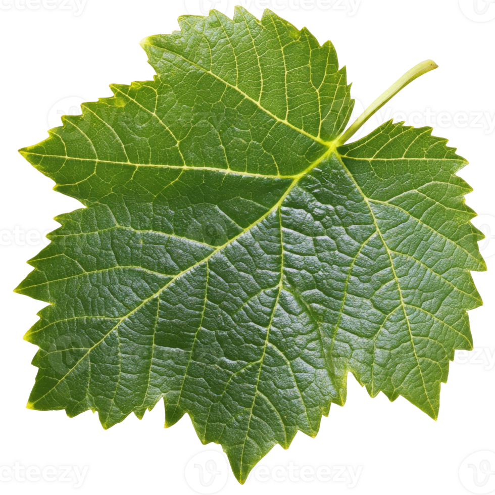 Fresh green grape leaf close up under bright light isolated transparent png