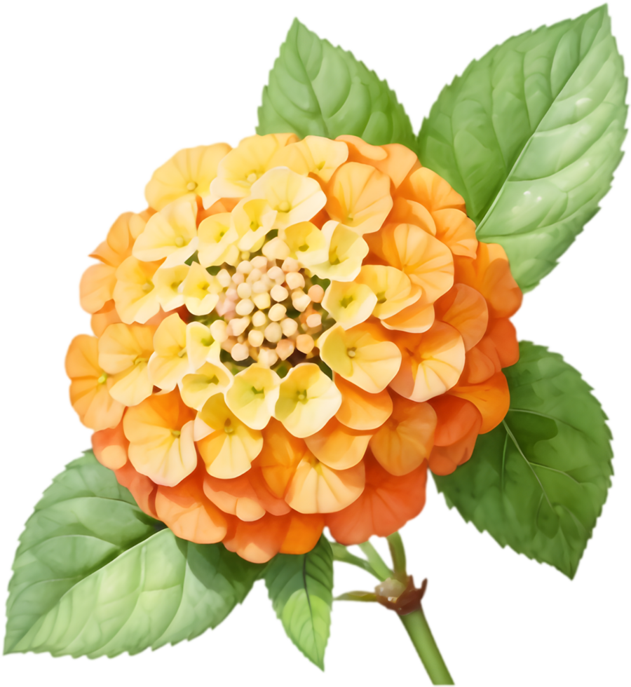 Intricate Lantana Flower Detail Art. . png