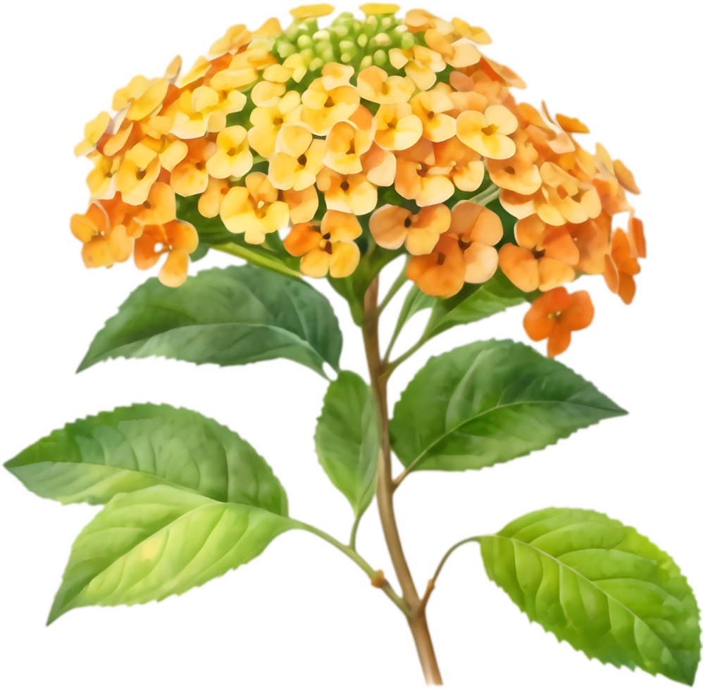 Vibrant Lantana Flower Nature Art. . png