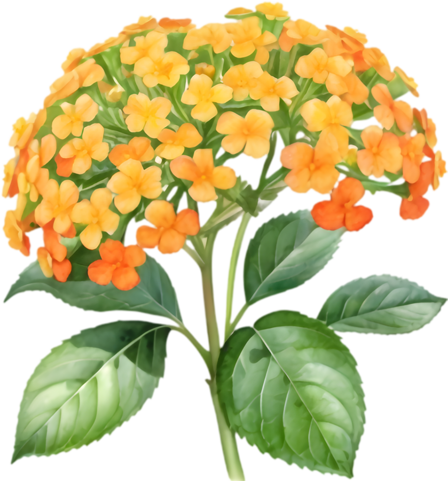 Radiant Lantana Blossom Nature Illustration. . png