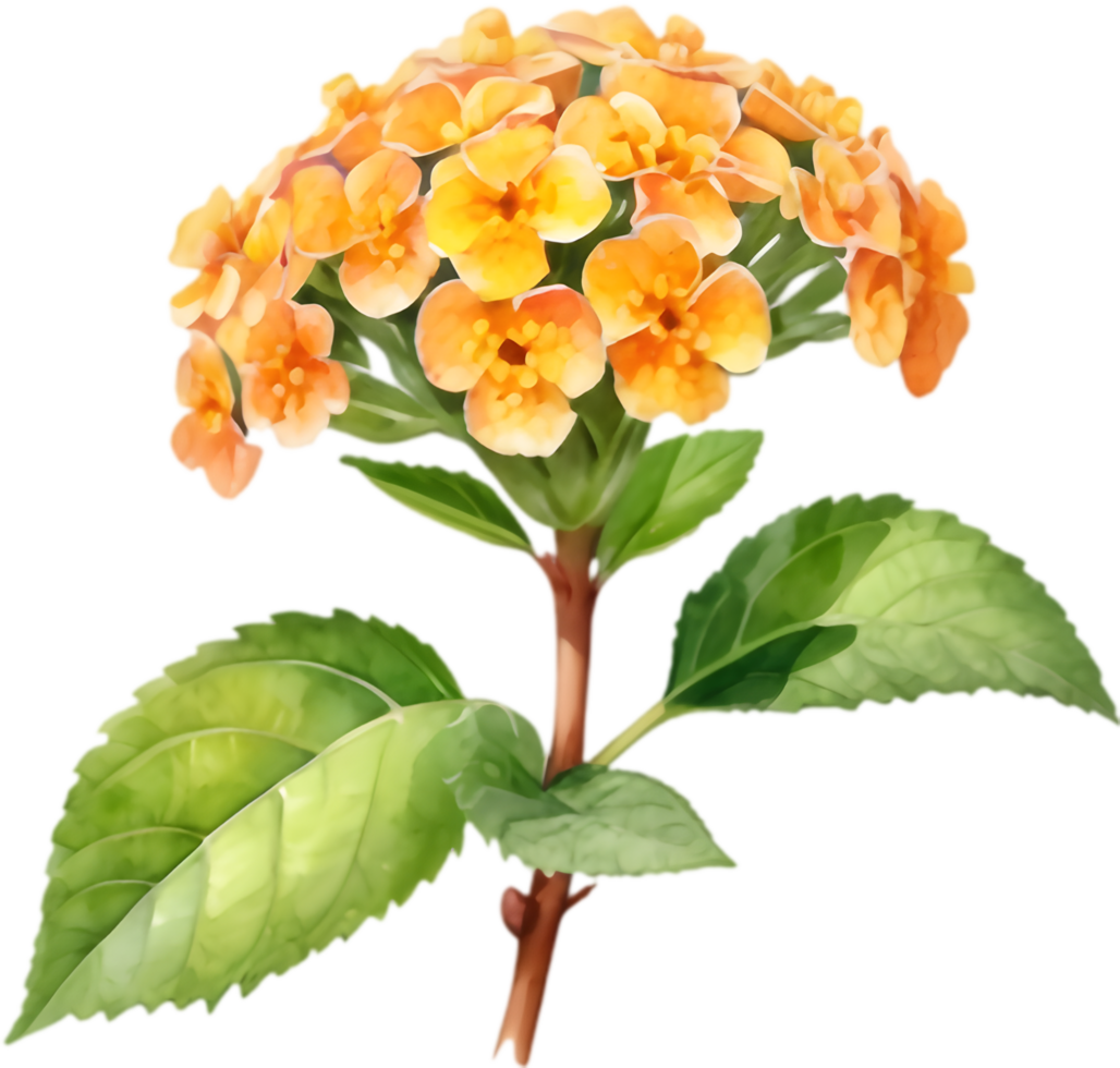 Colorful Lantana Flower Garden Clipart. . png