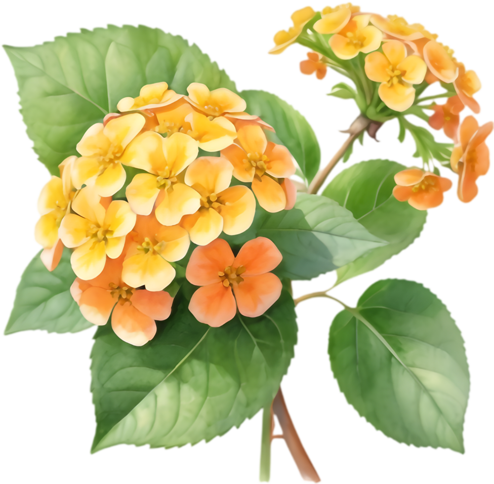 Lantana Flower Rainbow of Colors. . png