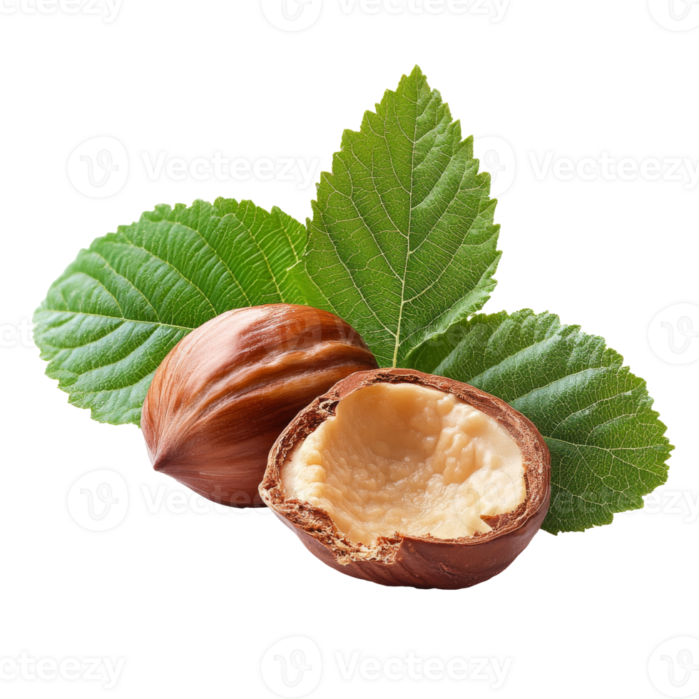 Freshly cracked hazelnuts with green leaves nearby isolated transparent png