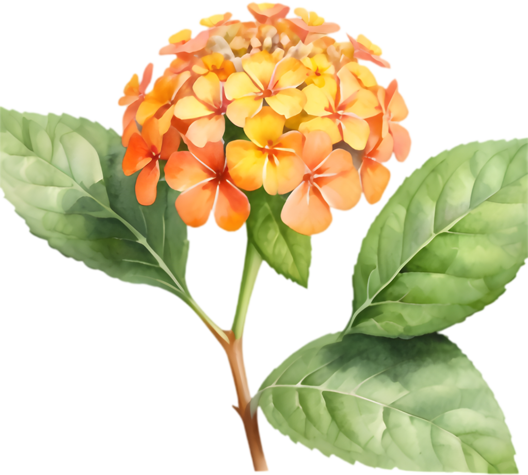 Cheerful Lantana Bloom Cluster Design. . png
