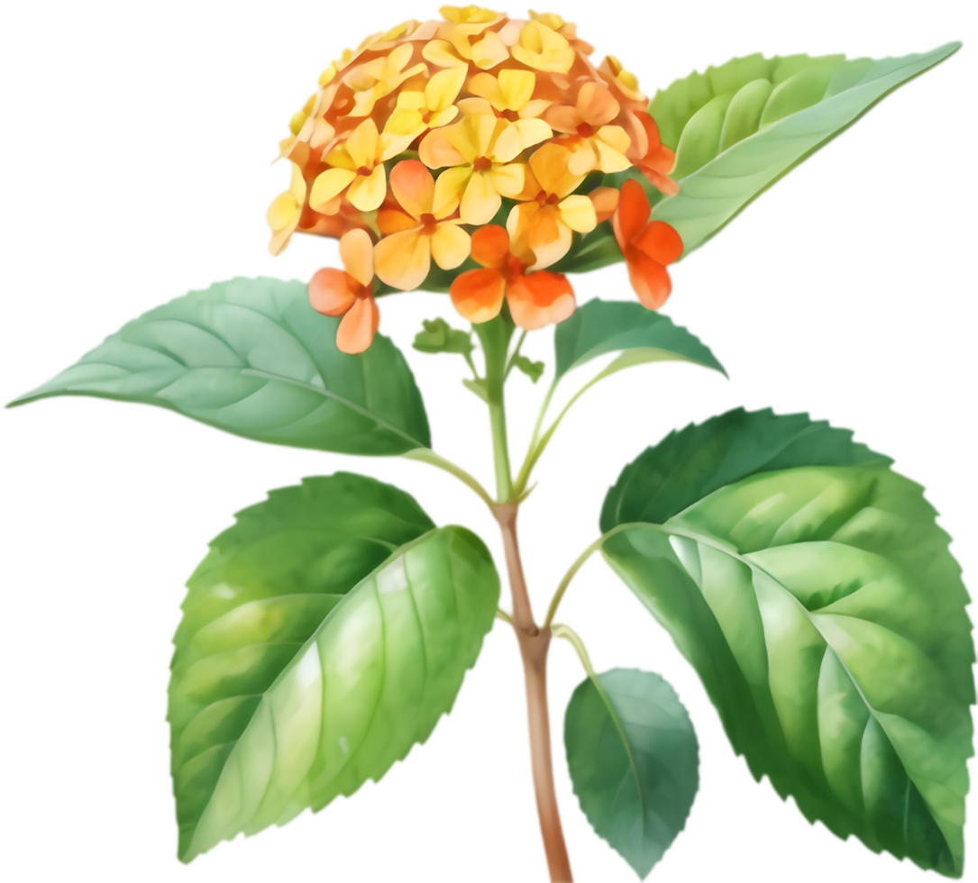 Lively Lantana Blossom Pattern Clipart. . png