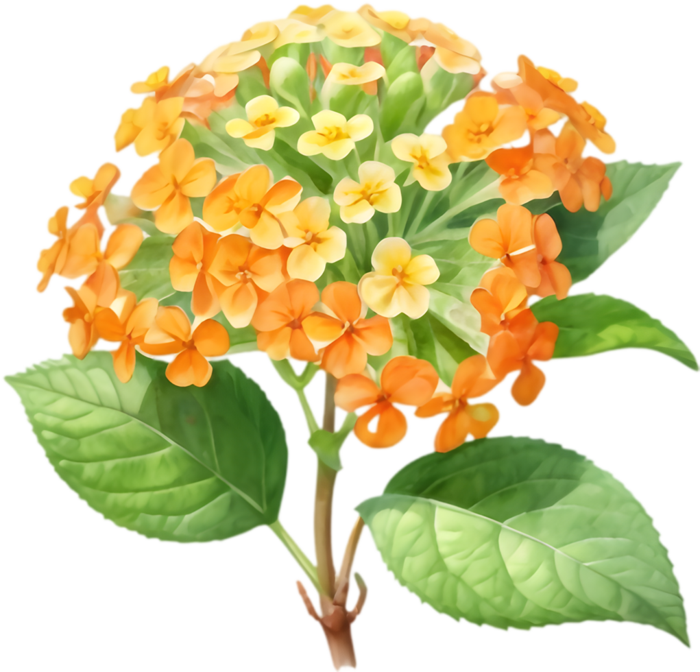 Gorgeous Lantana Bloom Botanical Artwork. . png