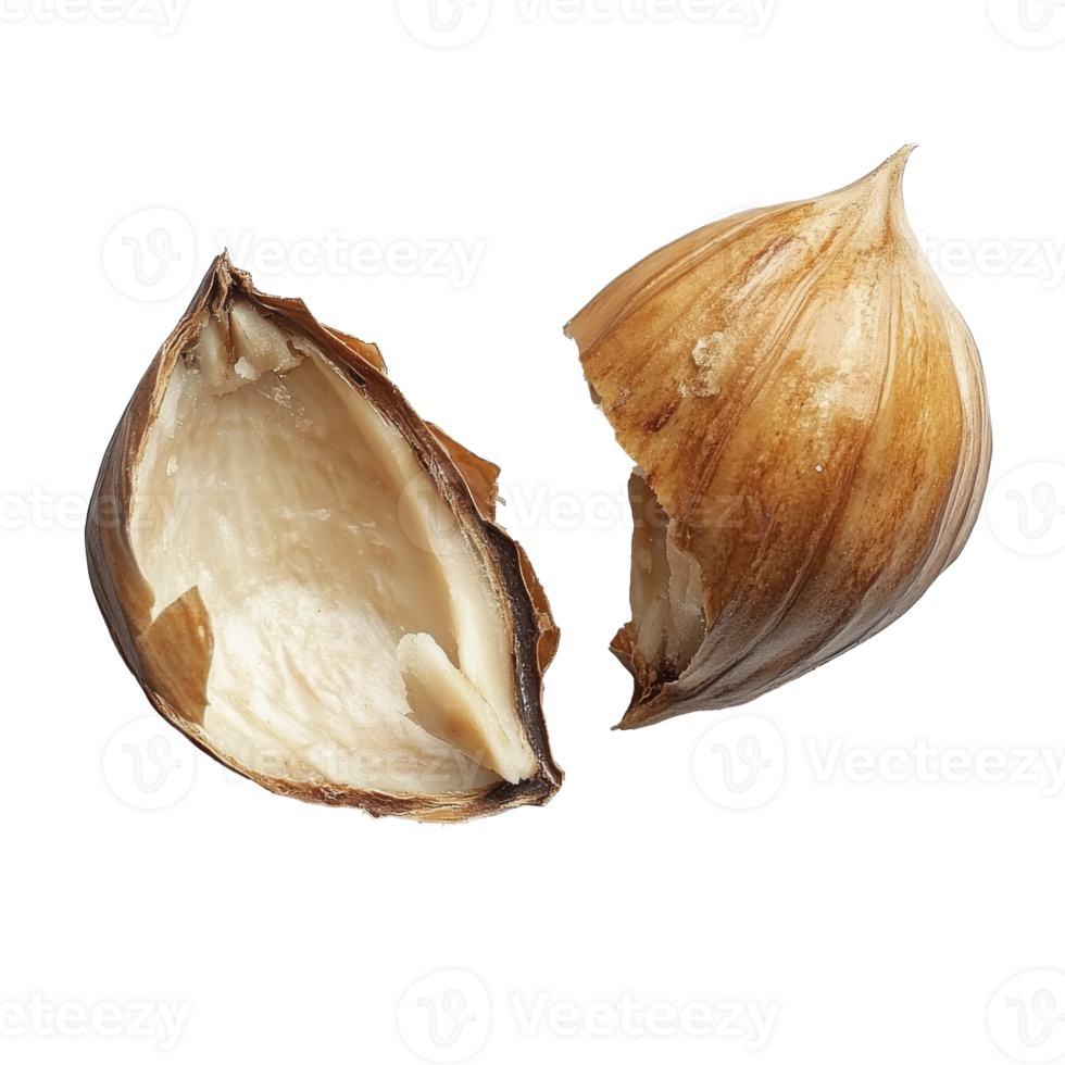 Brown shell with inner texture exposed isolated transparent png