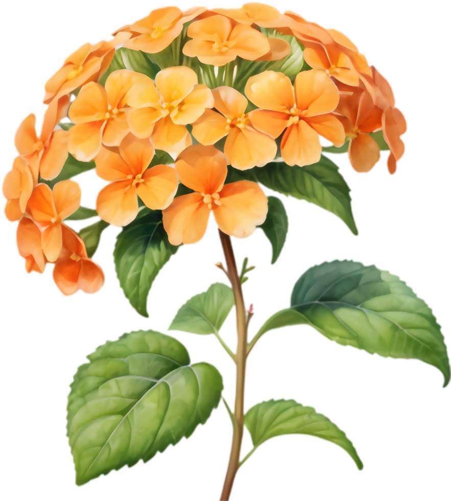 Lush Lantana Flower Arrangement Design. . png
