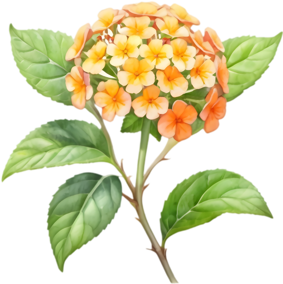 Colorful Lantana Camara Garden Art. . png