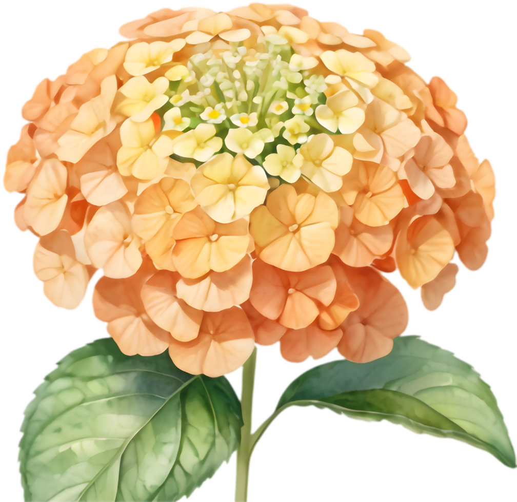Elegant Lantana Blossom Nature Art. . png
