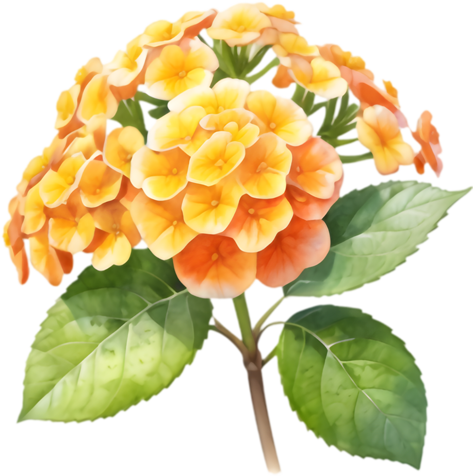 Lovely Lantana Bloom Floral Graphic. . png