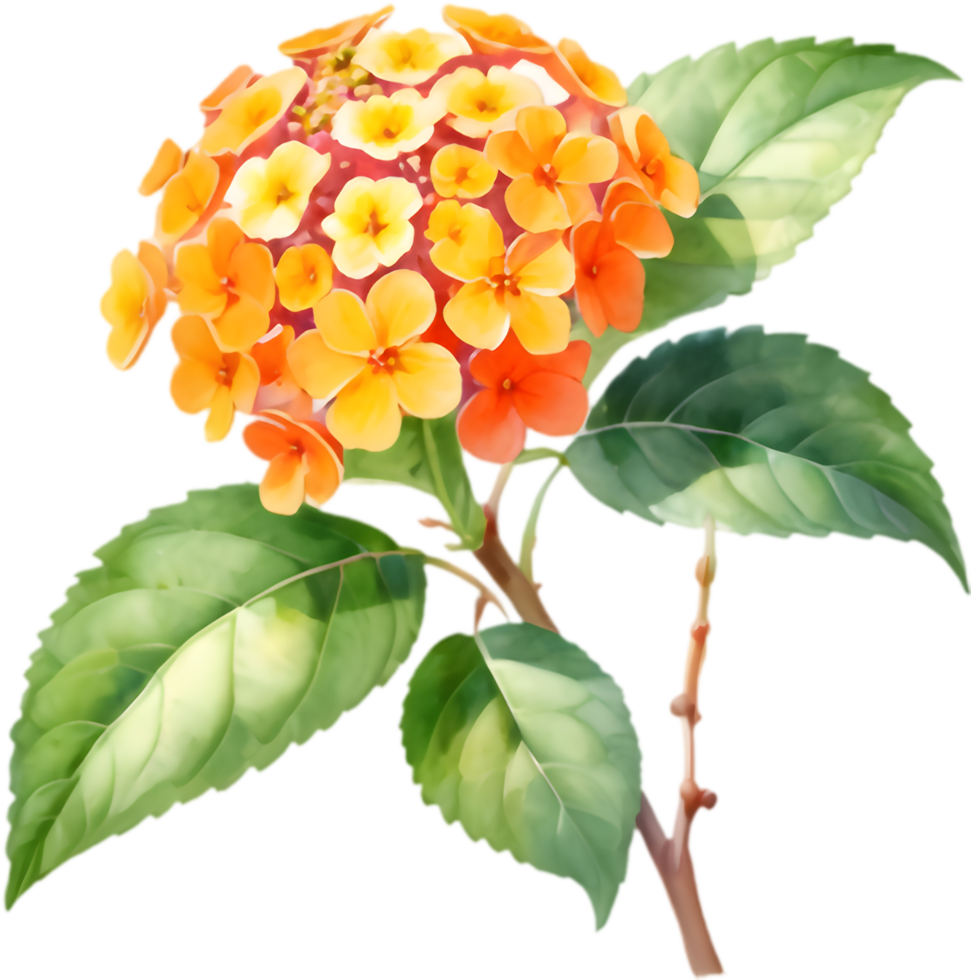 Lantana Flower Beauty in Full Bloom. . png