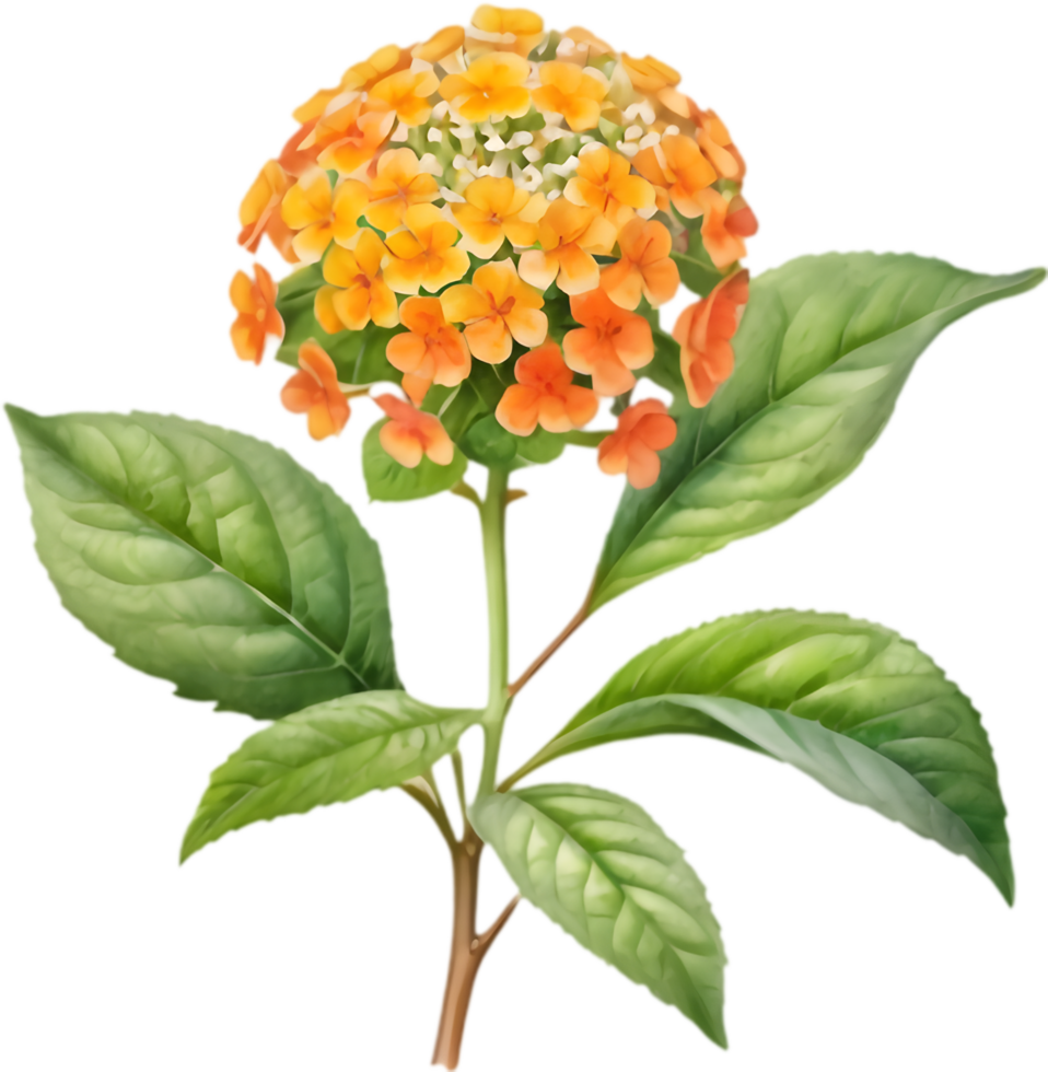 Cheerful Lantana Floral Pattern Illustration. . png