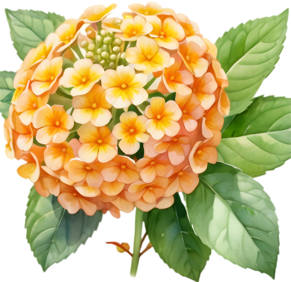 Lively Lantana Floral Pattern Design. . png