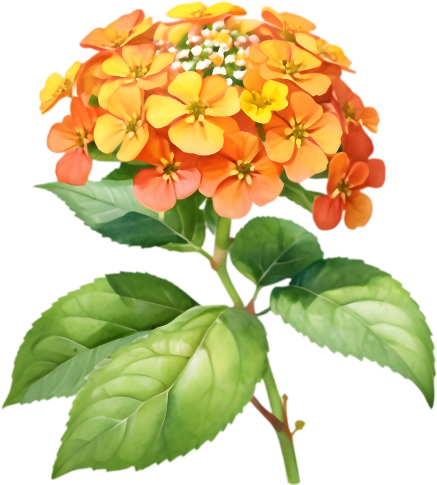 Radiant Lantana Flower Cluster Artwork. . png