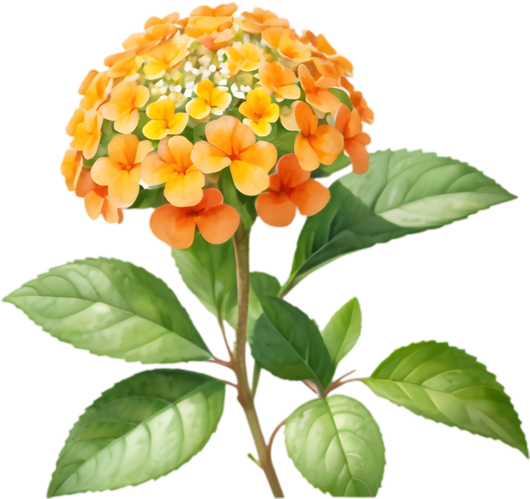 Delightful Lantana Bloom Garden Illustration. . png