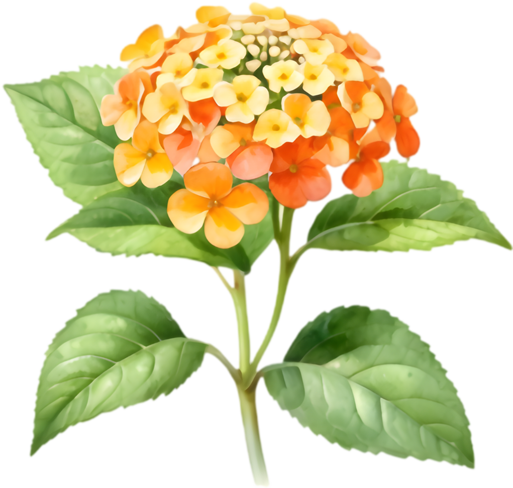 Bright Lantana Flower Cluster Botanical Illustration. . png