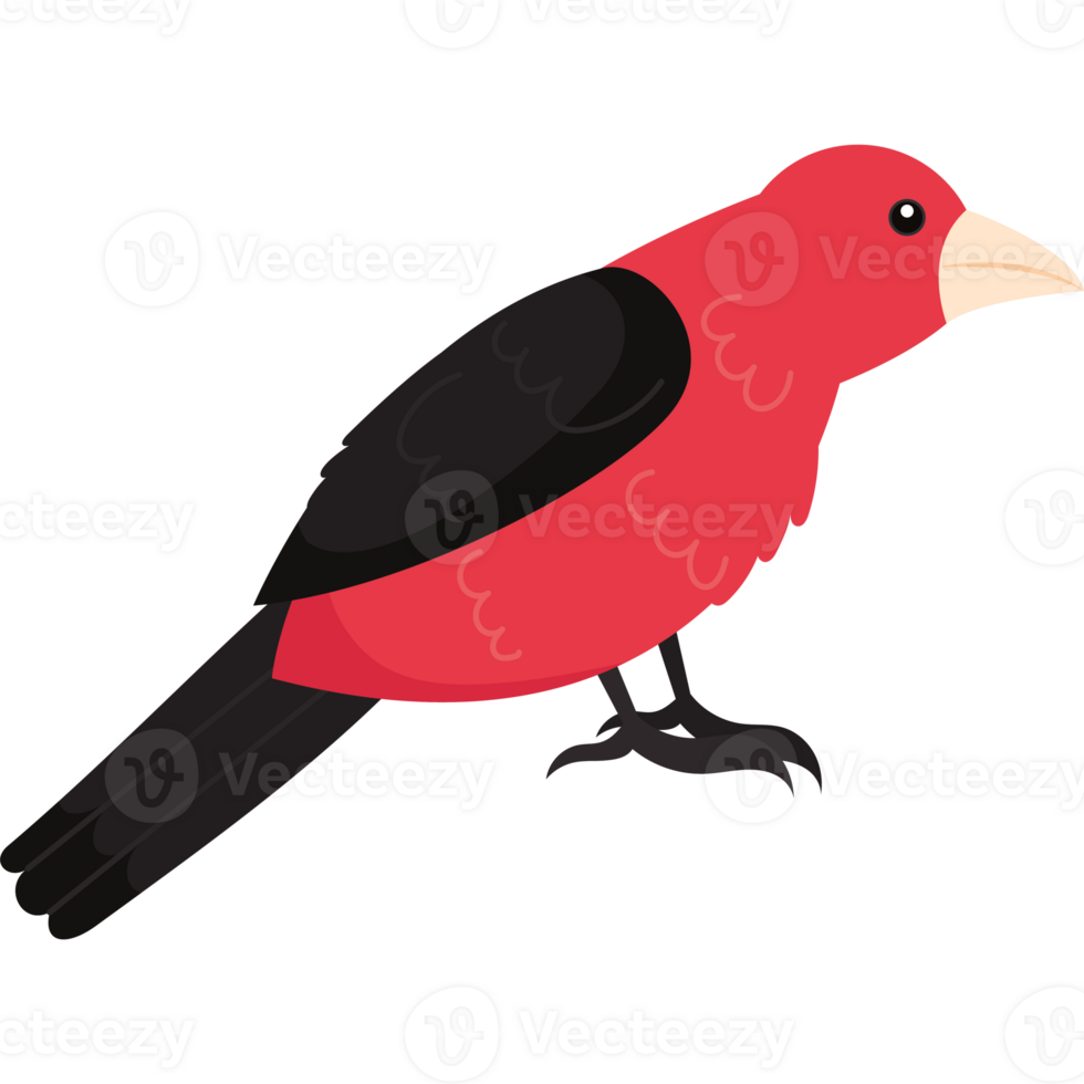 A red bird with black beak and black feet png
