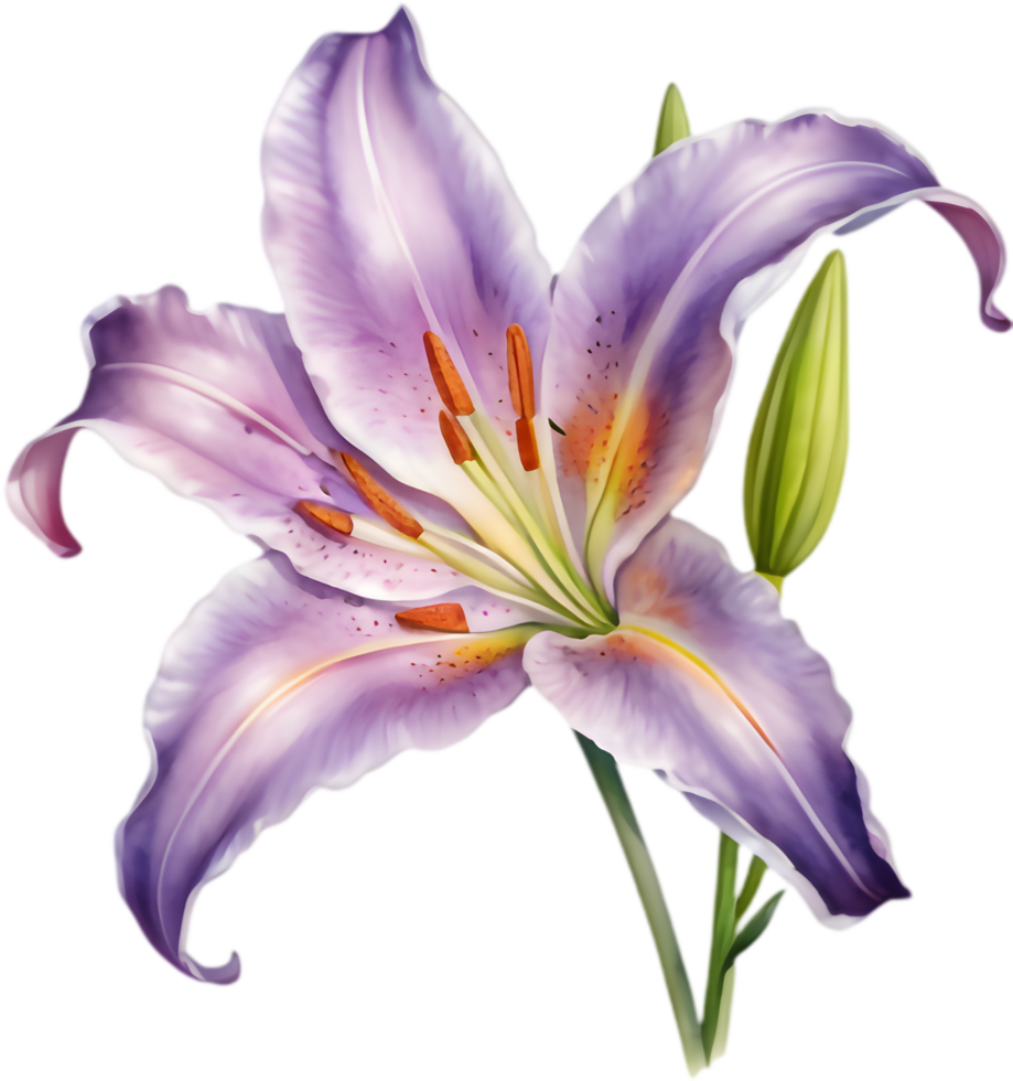 Romantic Madonna lily exuding purity and grace. . png