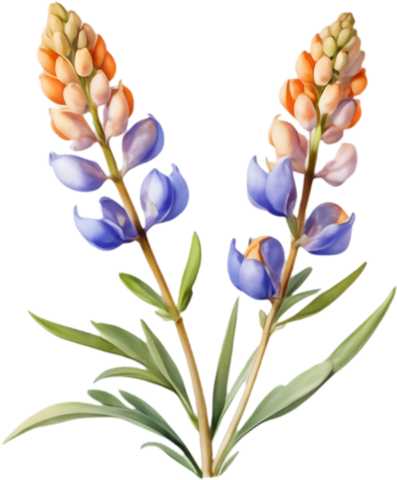 Beautiful Lupine Flower Art for Invitations. . png