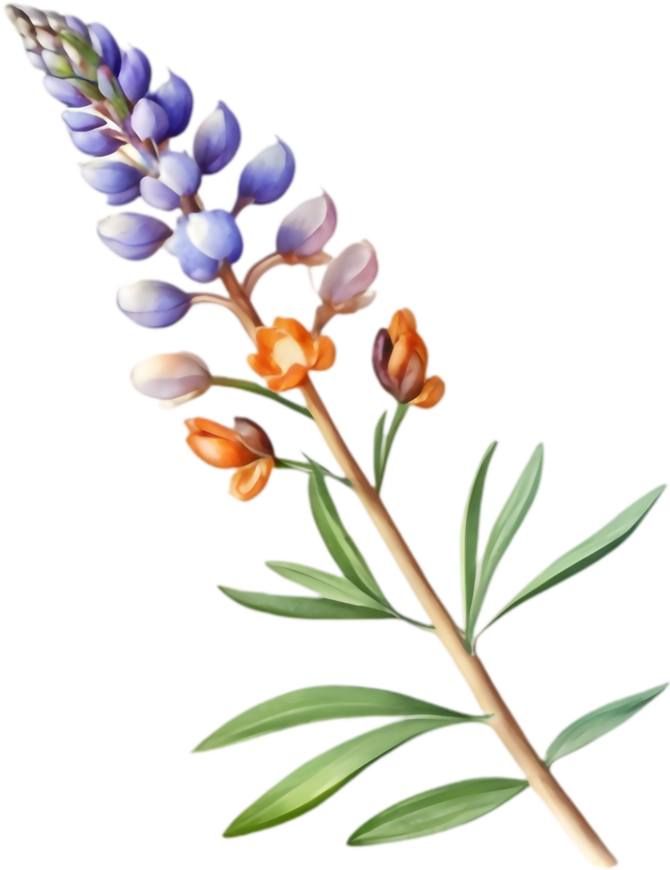 Playful Lupine Clipart for Creative Expressions. . png