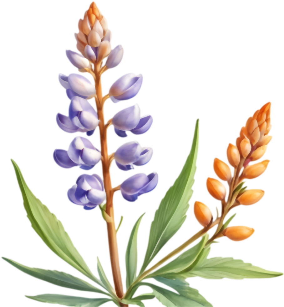 Artistic Lupine Flower Designs for Unique Gifts. . png