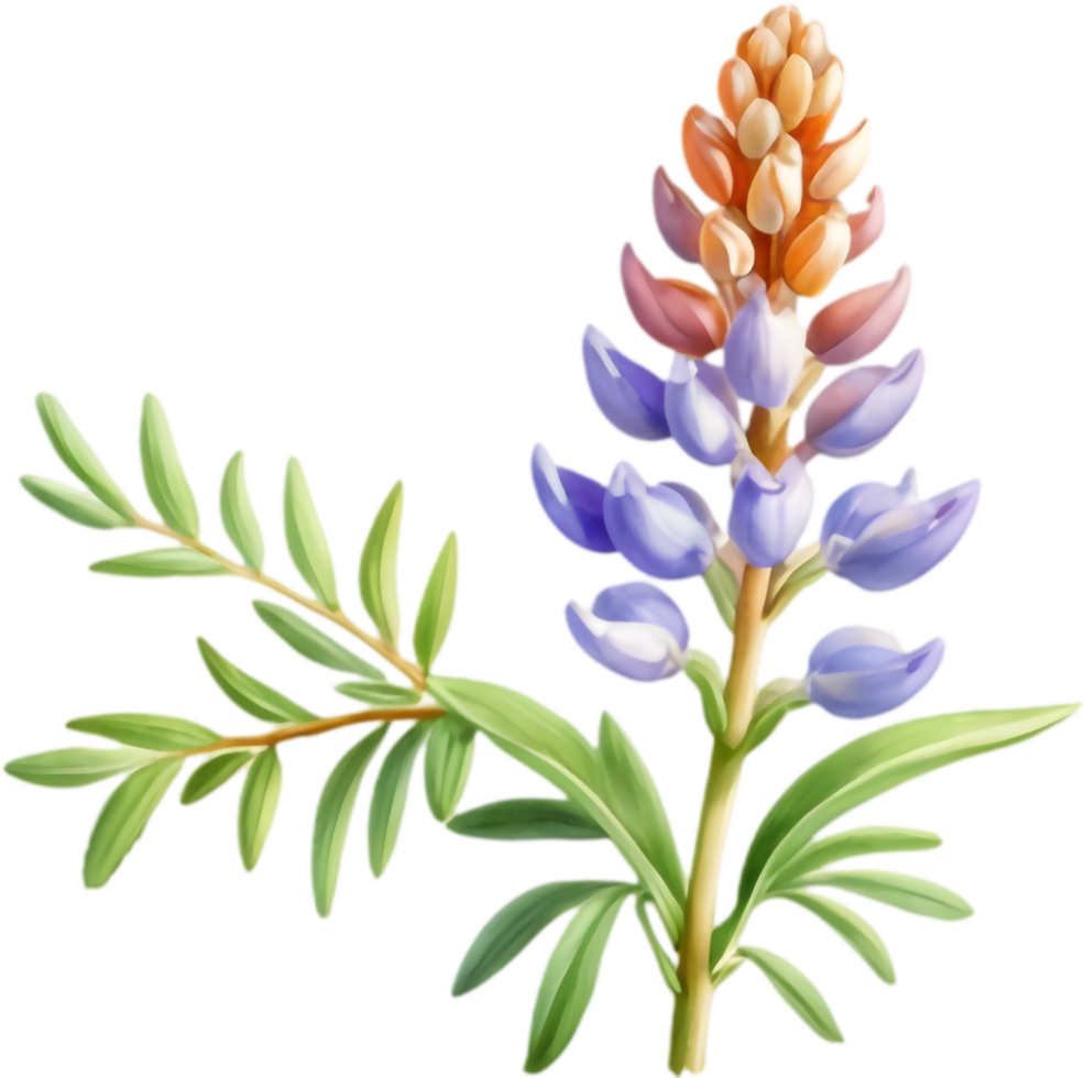 Bright Lupine Flower Clipart for Summer Events. . png