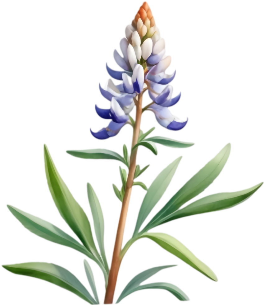 Colorful Lupinus Perennis Clipart for Educational Use. . png