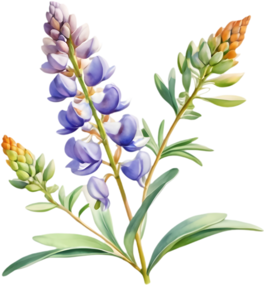 Artistic Lupine Illustrations for Digital Projects. . png