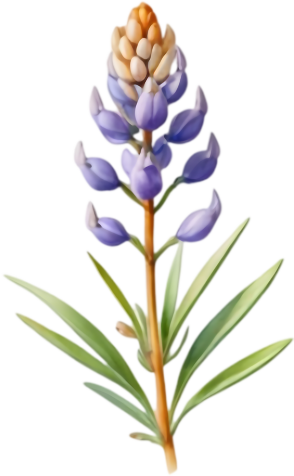 Stunning Lupine Clipart for Botanical Illustrations. . png