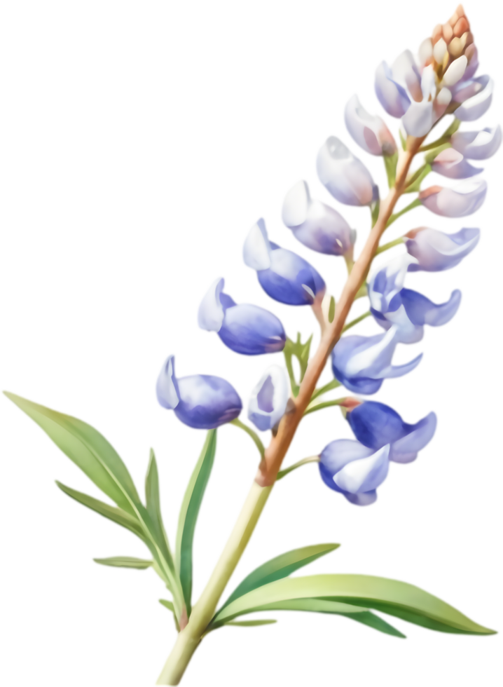 Elegant Lupine Illustrations for Wedding Invitations. . png