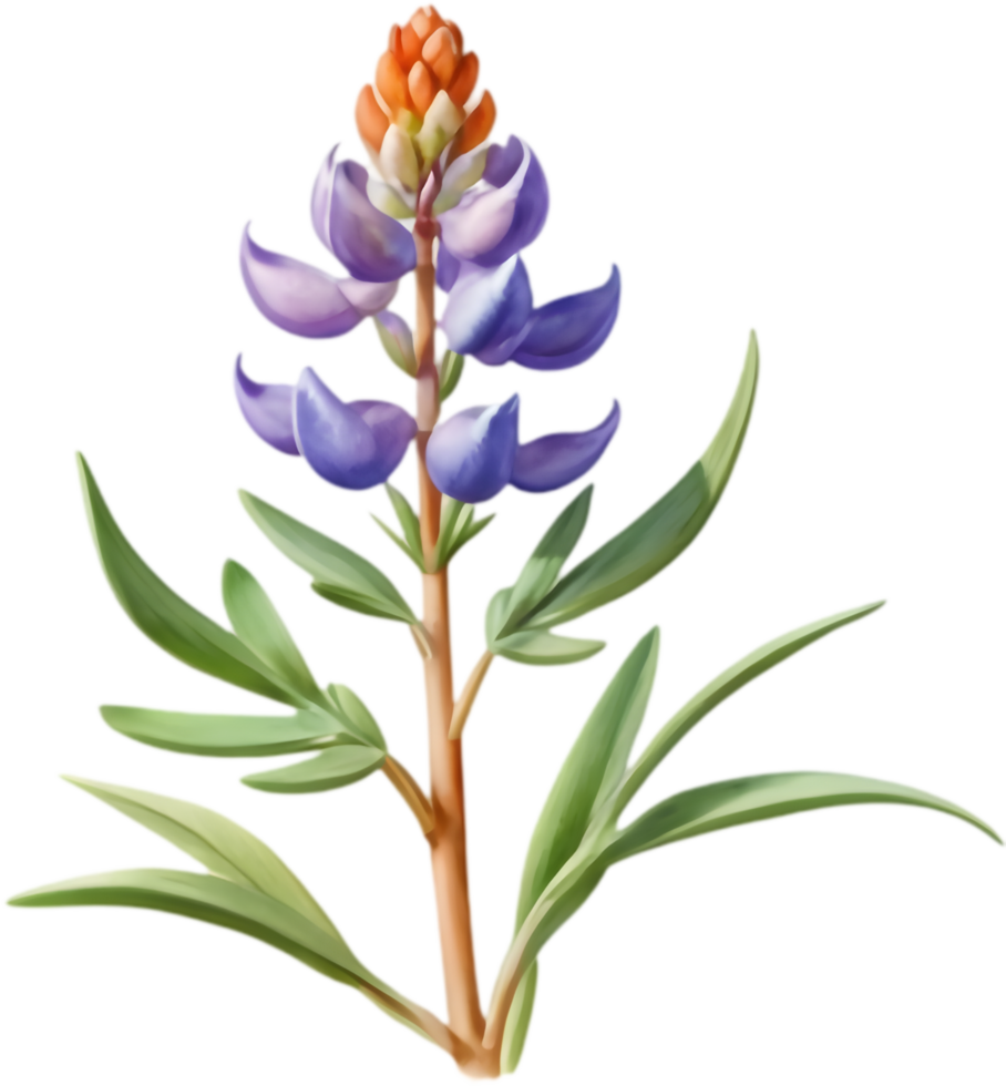 Playful Lupinus Perennis Artwork for Kids Crafts. . png