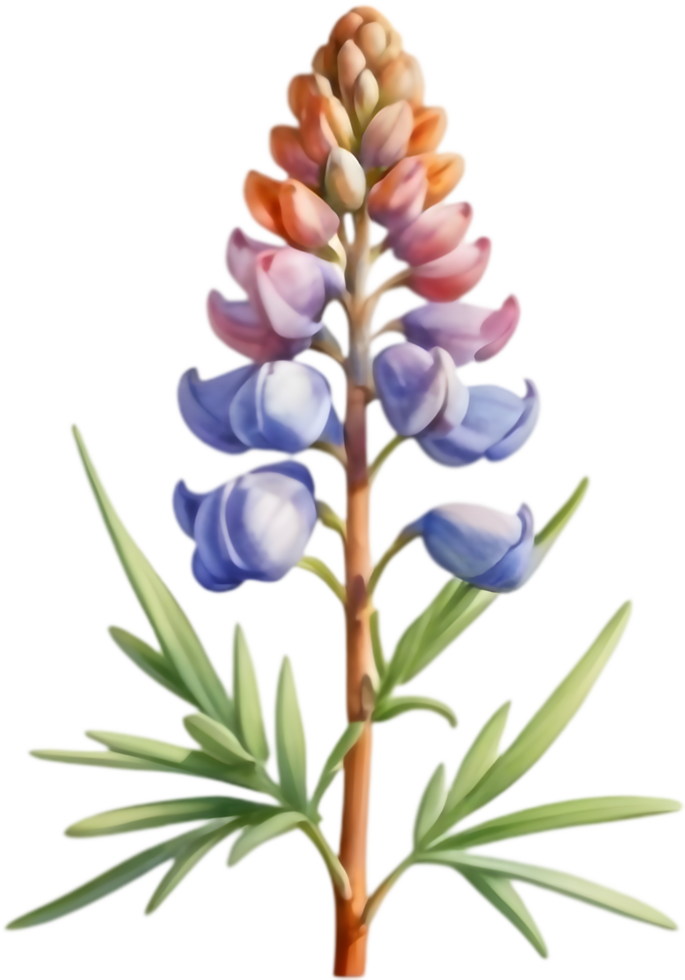 Lush Lupine Flower Illustrations for Home Decor. . png