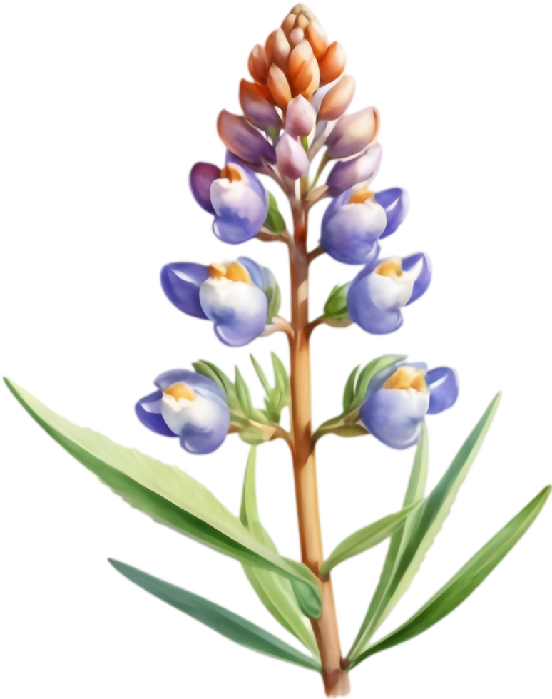 Gorgeous Lupine Flower Graphics for Websites. . png