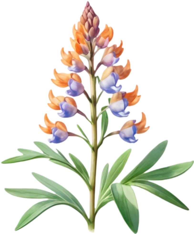 Detailed Lupinus Perennis Clipart for Printables. . png