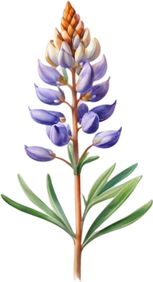 Colorful Lupine Flower Illustrations for Artworks. . png