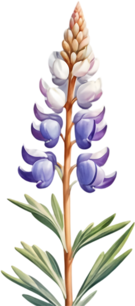 Charming Lupinus Perennis Graphics for Invitations. . png
