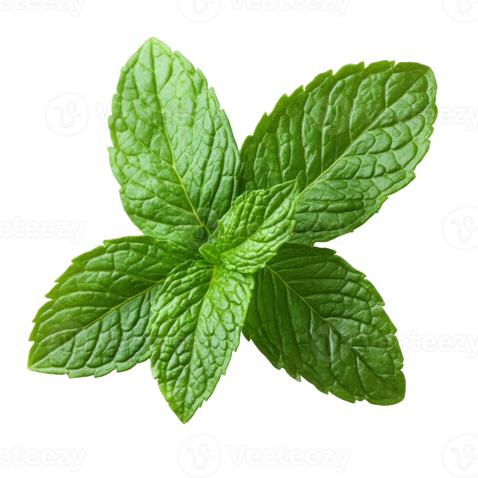 Fresh green mint leaves on a white background isolated transparent png