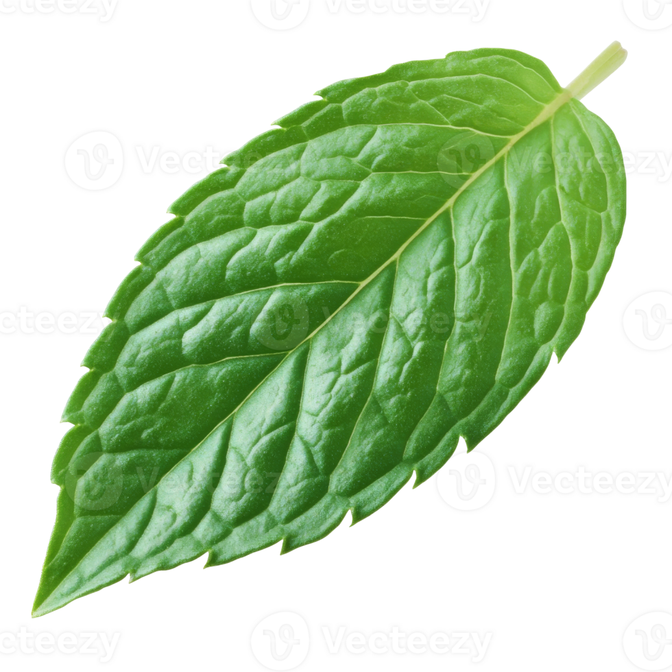 Fresh mint leaf on white background isolated transparent png
