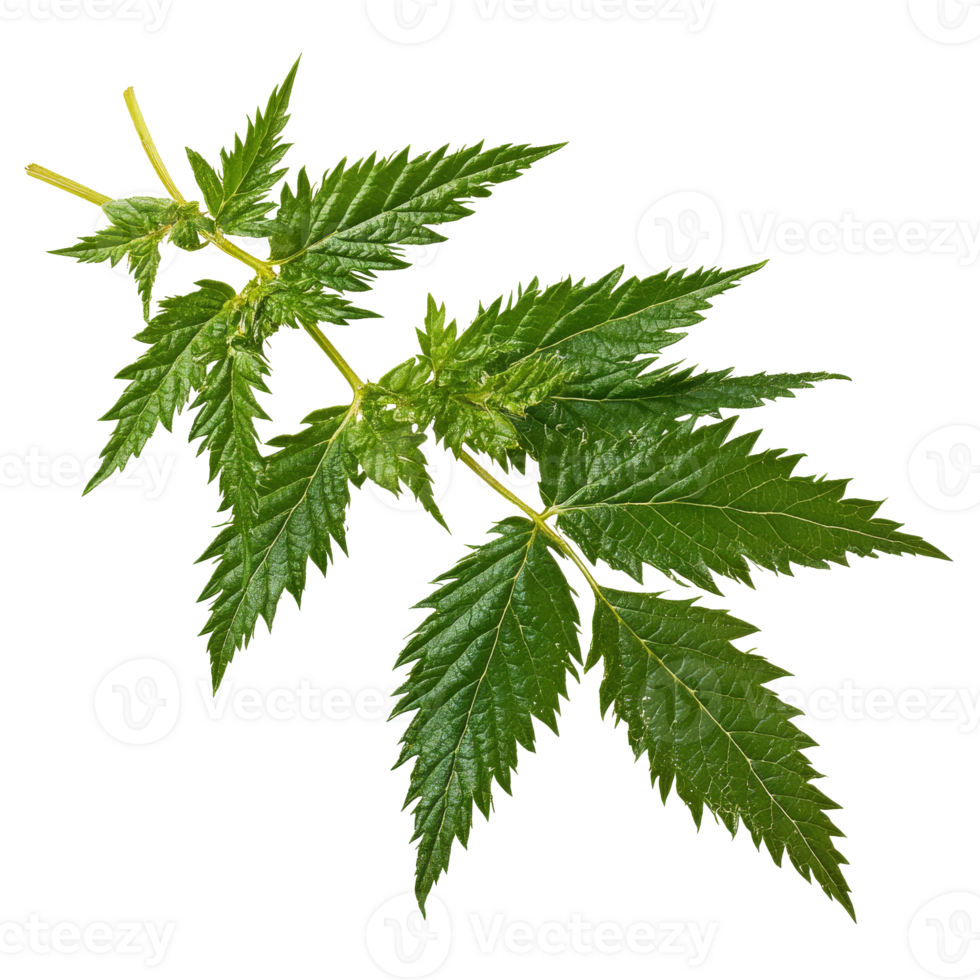 Fresh stinging nettle leaves on a white background isolated transparent png