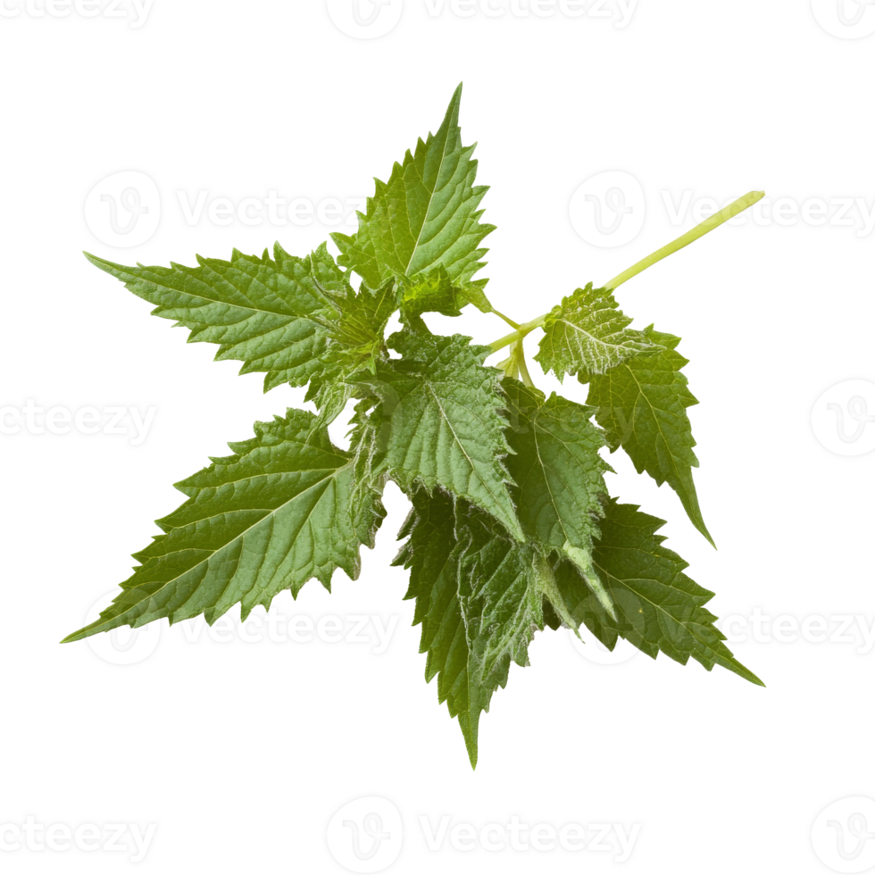 Fresh stinging nettle leaves on a white background isolated transparent png