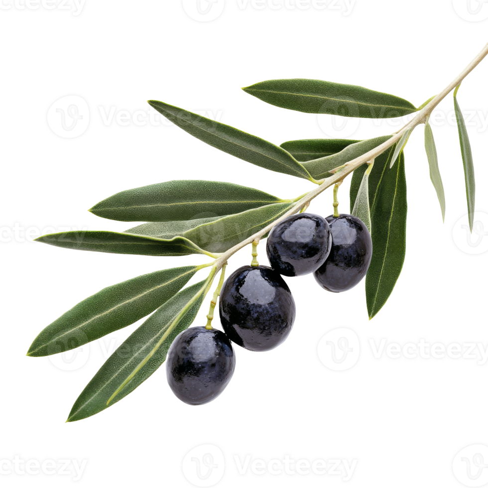 Fresh black olives on a branch with green leaves isolated transparent png