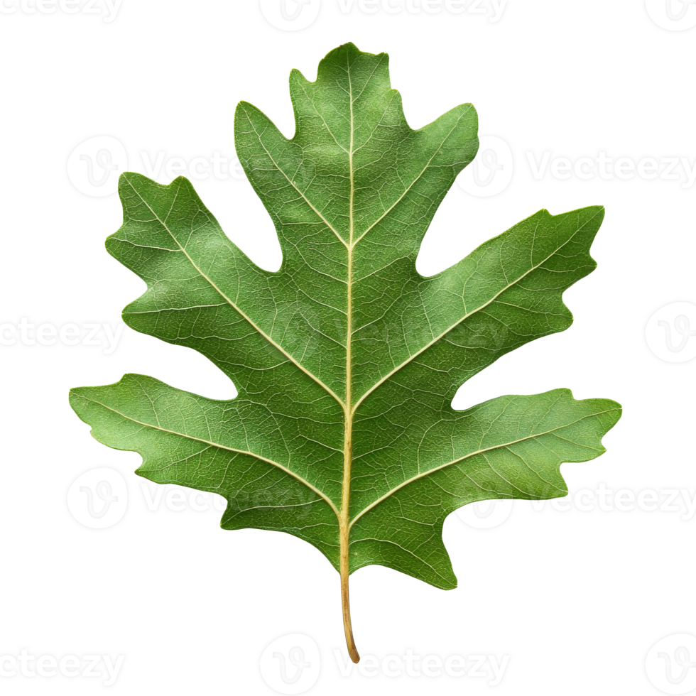 Green oak leaf resting on a white background isolated transparent png