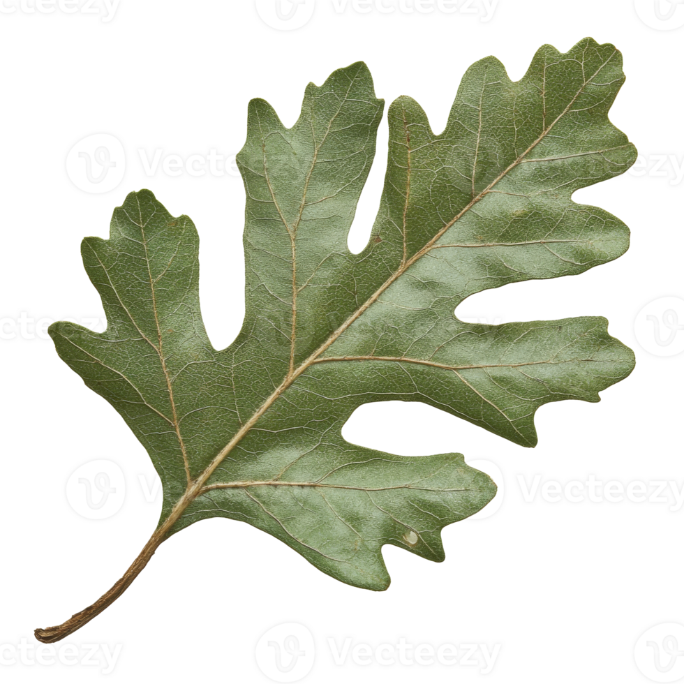 Close up of a green oak leaf on white isolated transparent png