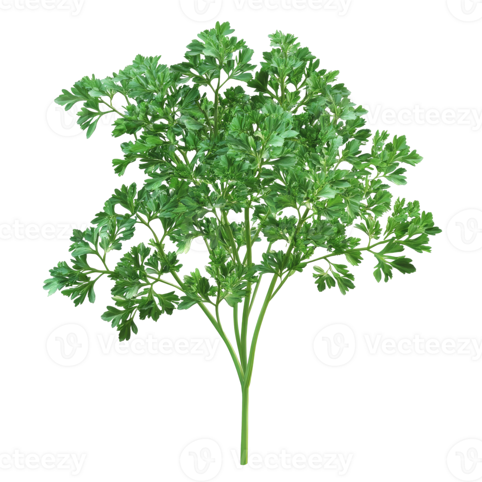 Fresh parsley gathered for culinary use in kitchen isolated transparent png