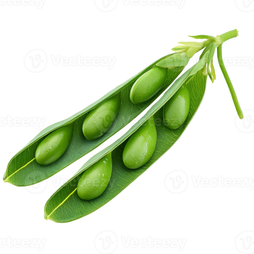 Local summer green seed pods isolated transparent png